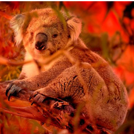 Bushfire Animal Rescue