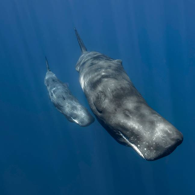 Titans of the Sea: A Family Affair