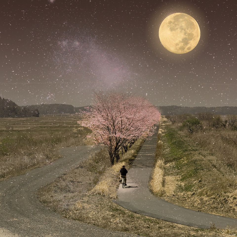 Fantasy Of Cherry Blossoms In Full Bloom / KAZZ MORISHITA