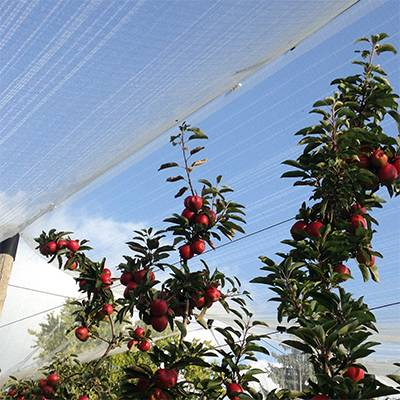 Protective nets for arboriculture, viticulture, market gardening, seed growers