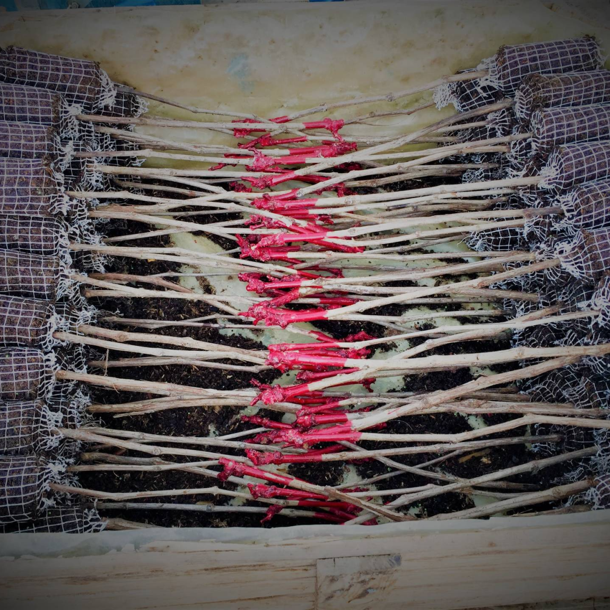 Plants de vignes en mottes