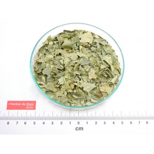 Plantes aromatiques et médicinales