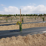 TOILE HORS SOL - CYL COVER