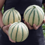 KAPUCIN (HMC 45 1522*)