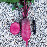 Gamme Radis DELI VOLTZ Maraîchage