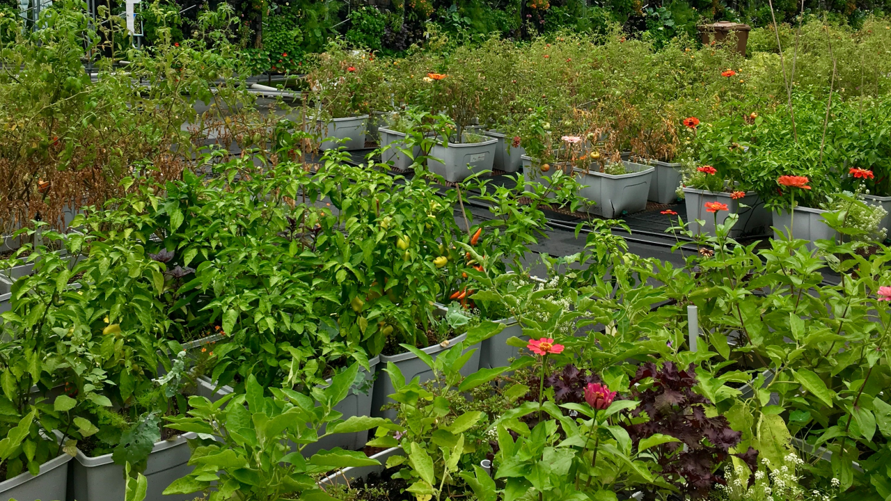 Agricultures urbaines : quelles perspectives de développement pour les professionnels et les collectivités ?