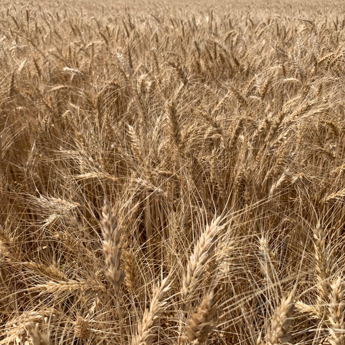 Winter Wheat