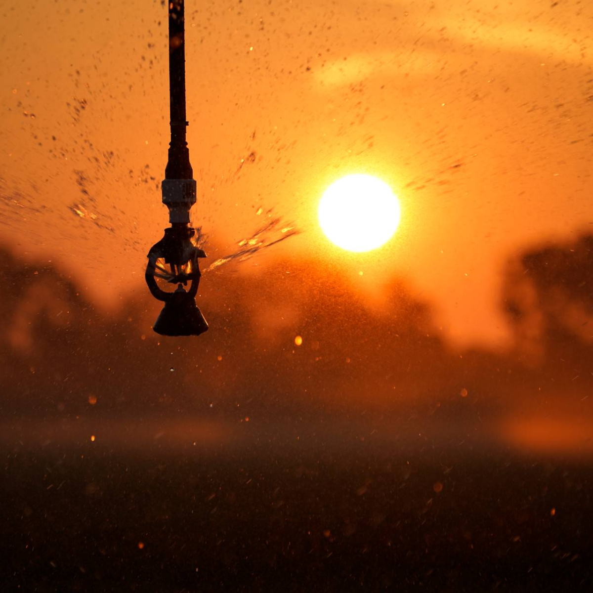 ARROSAGE MÉCANISÉ / Mechanized Irrigation