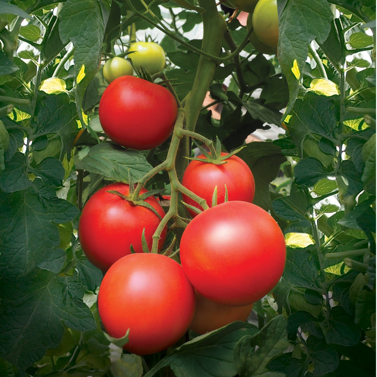 PAOLINE F1*, la ronde traditionnelle gustative et résistante !
