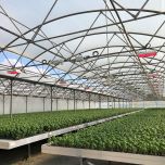 Eclairage jeunes plants et semences