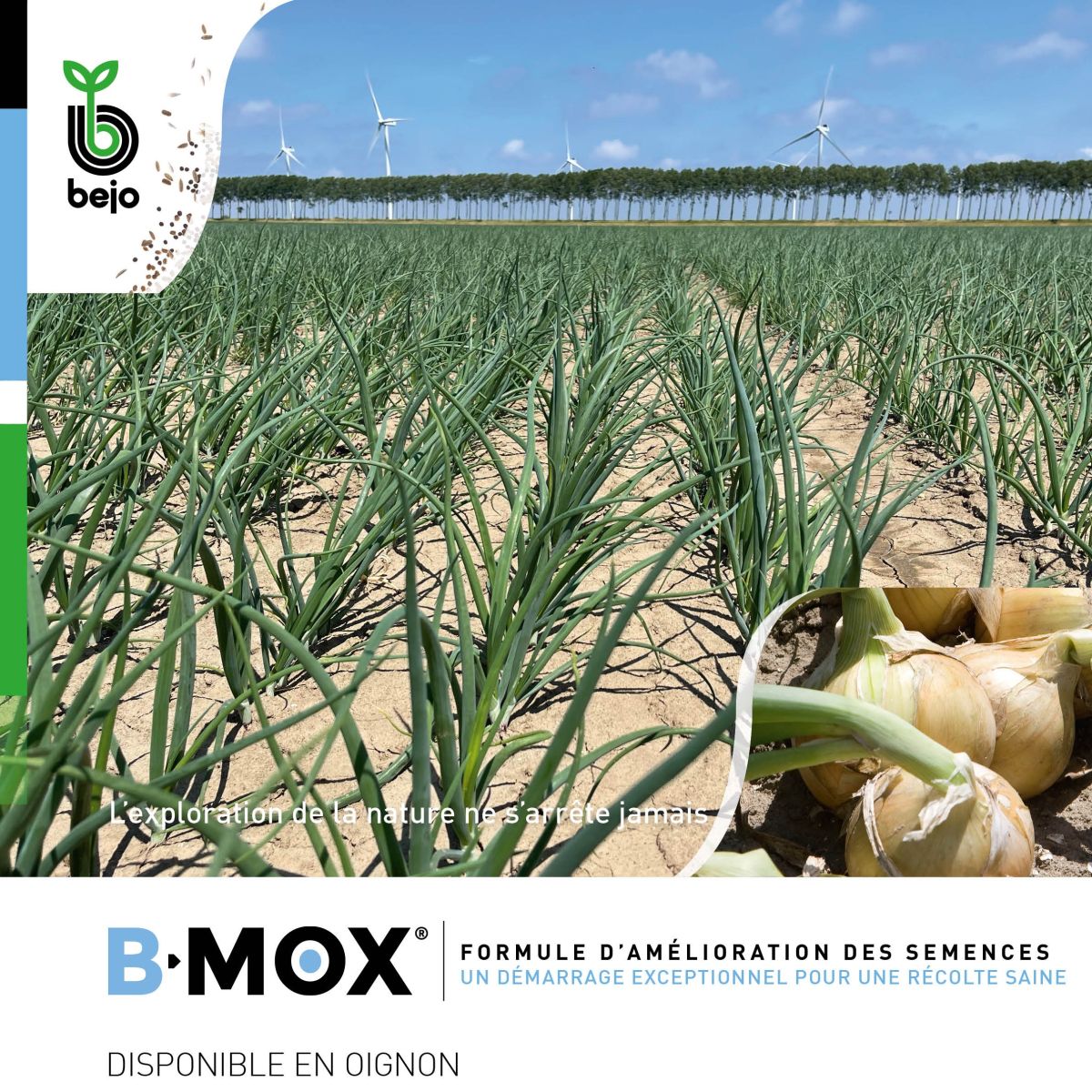 B-Mox pour semences d'oignon