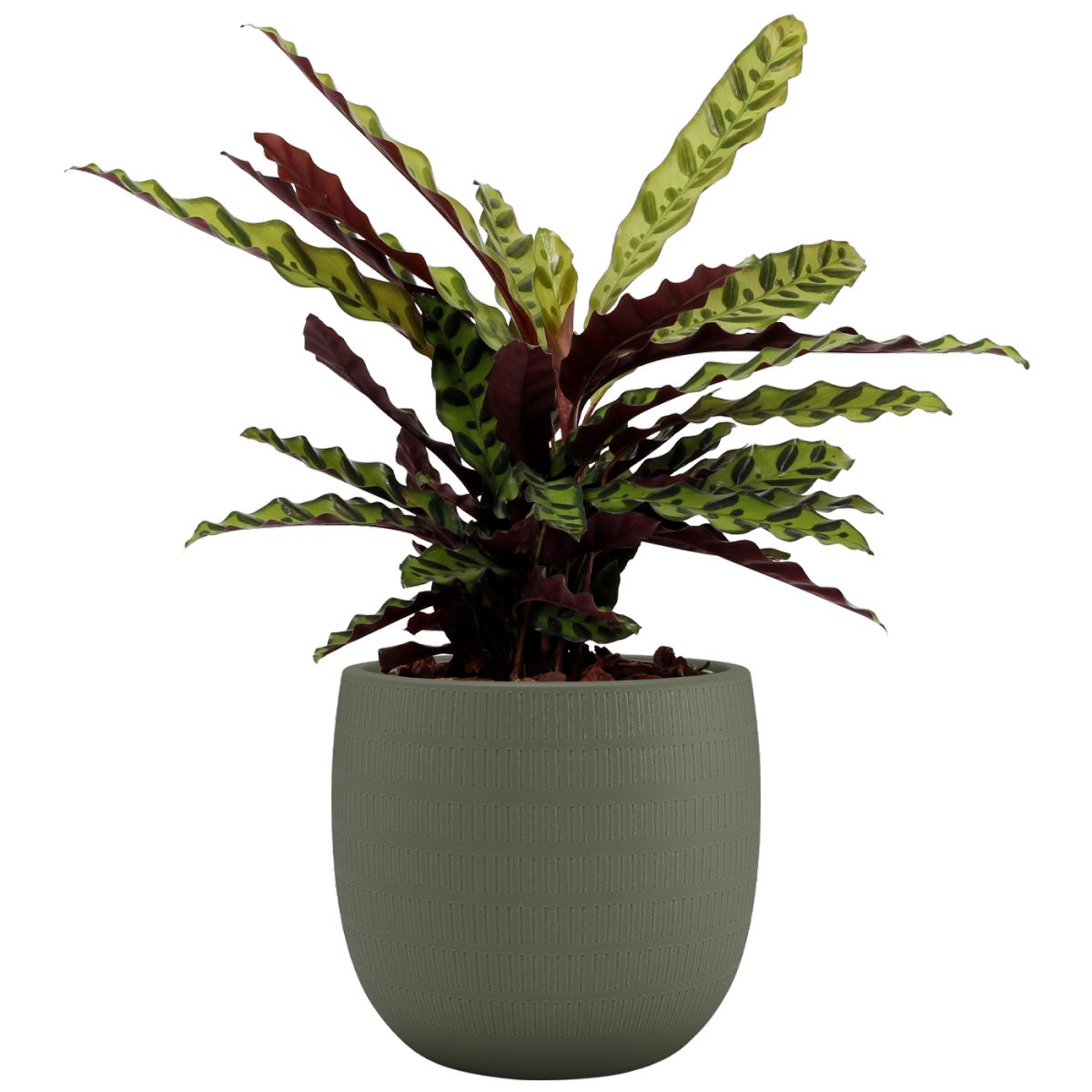 Cache-pots Céramique