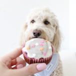 Cupcake Mixes for Dogs