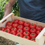 GALAXEEN F1 (HMC44308*)