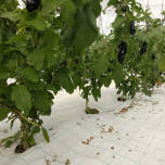 TOILE HORS SOL - CYL COVER