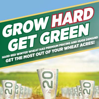 Hard Red Winter Wheat