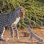 The Wild Sides (Nature, 3x50 min, 4K)
