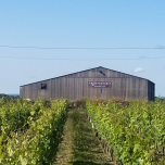 La Seigneurie - Vieilles Vignes à Pierrot 2020