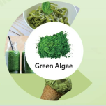 Plant-Based, Algae-Based Alternative Protein Powder (HARTII)