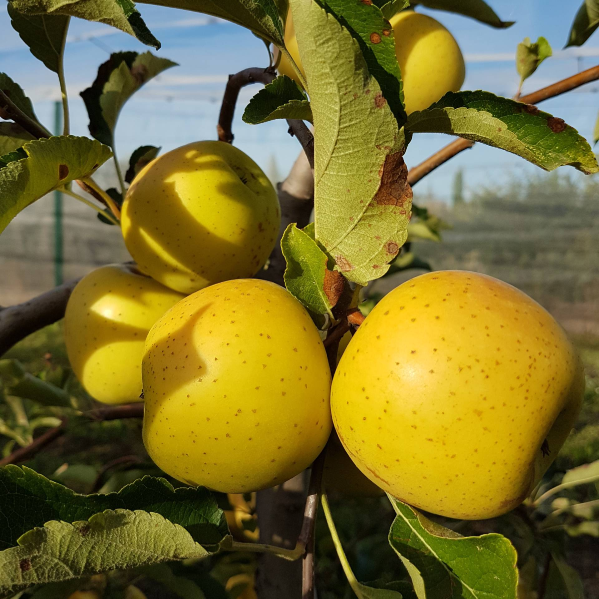 Lubee® Gradictive(cov)