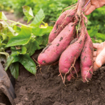 Gamme Patates douces VOLTZ Maraîchage