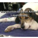 Introduction to Small Animal Laparoscopy.