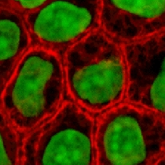Cell lines and hybridoma's
