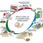 Cage Free Poultry Housing and Egg handling by Vencomatic