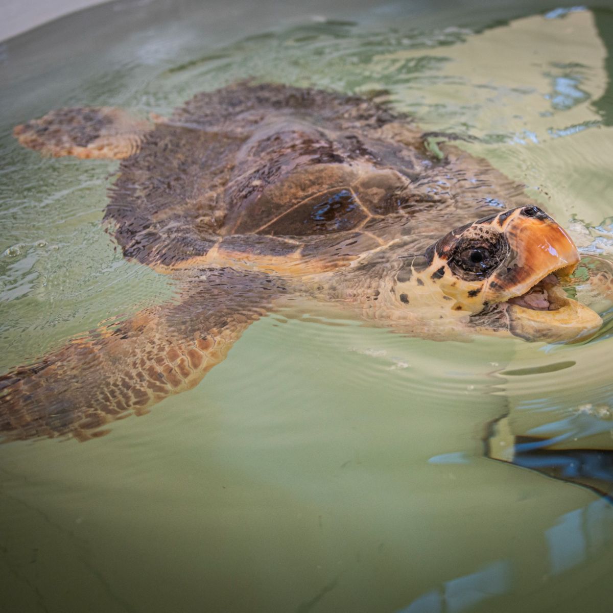 Happy Hour with Turtles