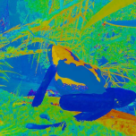 Inside Tumucumaque - a virtual reality installation