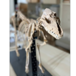 HOW CATS AND DOGS CONQUERED THE WORLD 2x52' 4K - a One Planet and Arte co-production