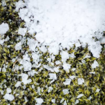 SALTVERK Flaky Sea Salt