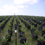 COUVERTURE INTÉGRALE / Solid Set Irrigation