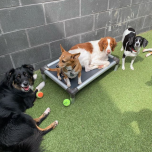 Kuranda Chew Proof Dog & Cat Beds