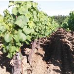 Cru Communal Goulaine