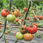 GALAXEEN F1 (HMC44308*)