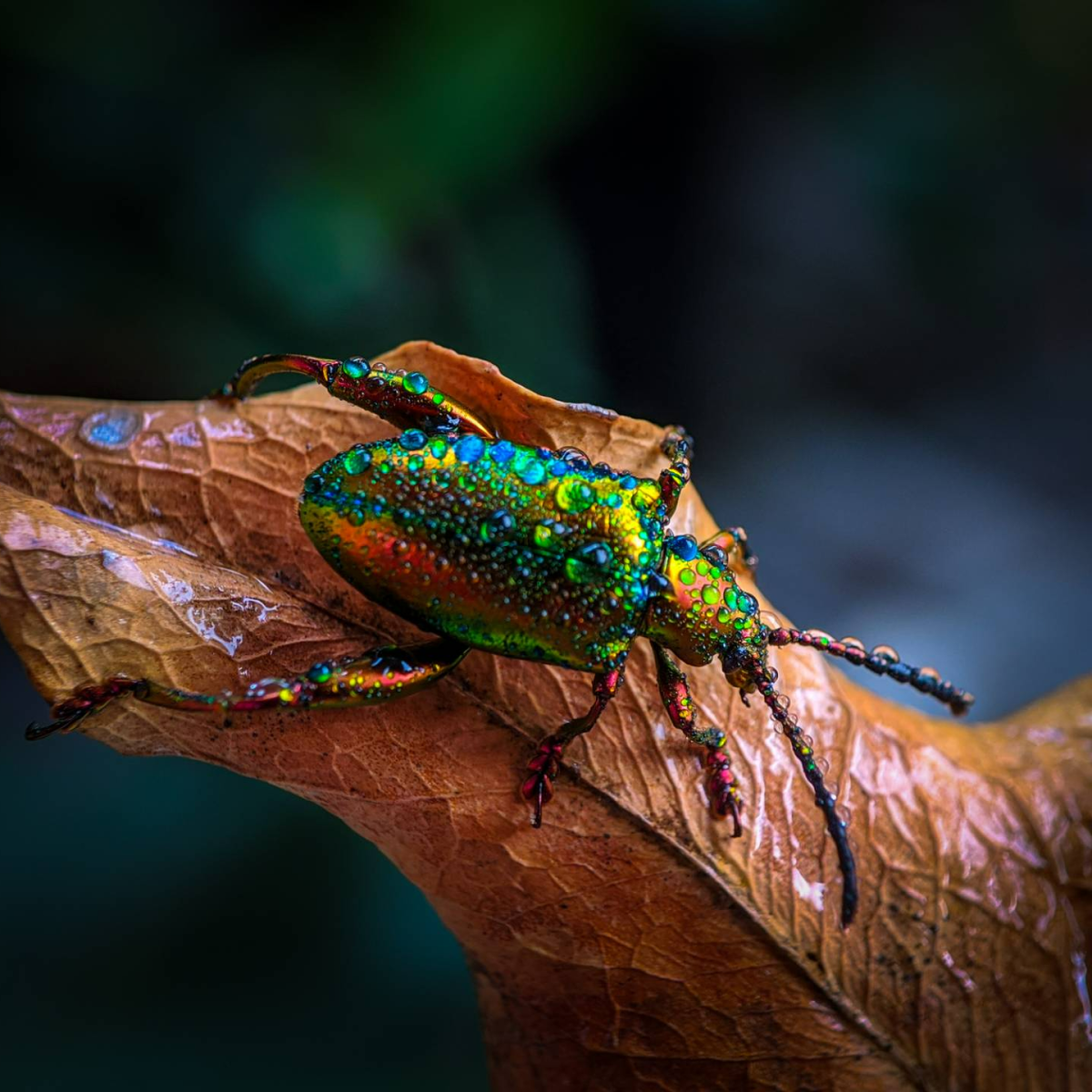 Nature's Ultimate Survivors - 10 x 60'