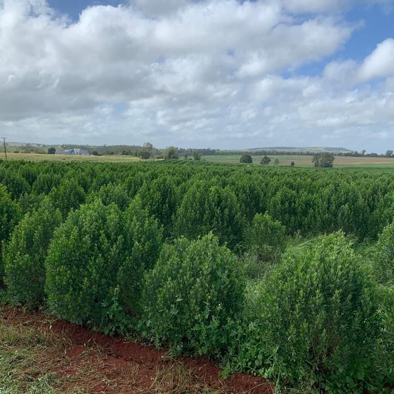 Scopolamine /Hyoscine Butly Bromide & Hyoscine Hydrobromide