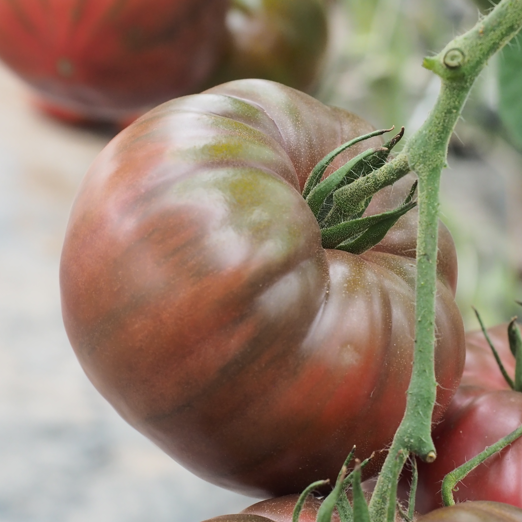 HMC 44657 (HOKA) F1**