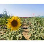 The Taklamakan Desert area in the southern Xinjiang region