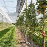 Agri-PV sur les vergers