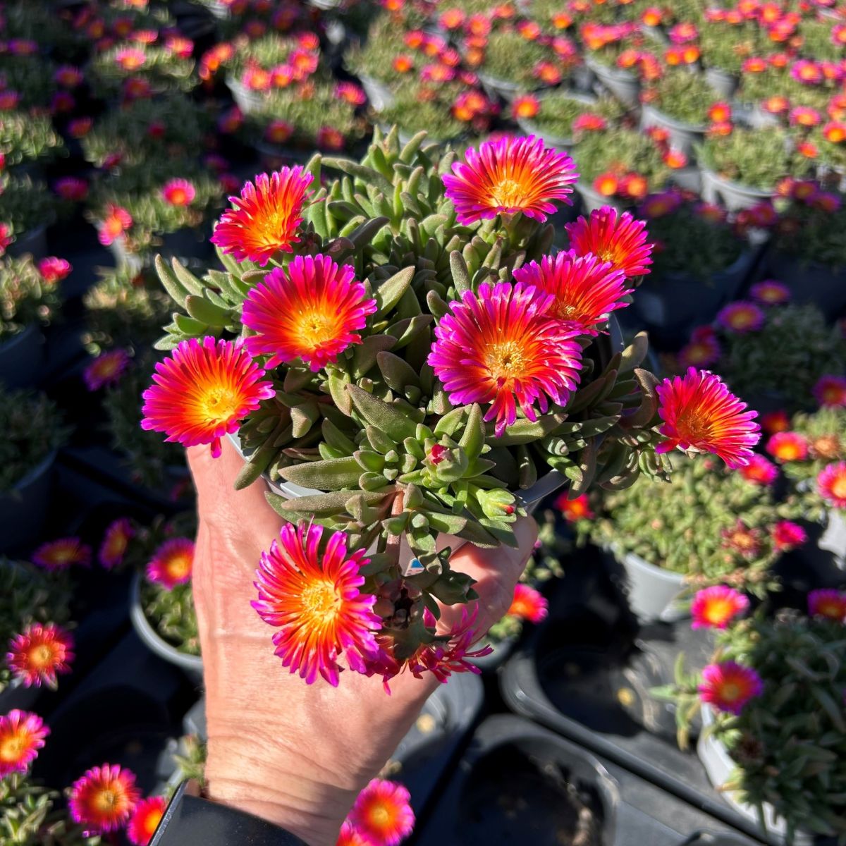 Delosperma Ocean Sunset™