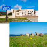 Escursioni in Barca all'Asinara