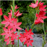 Plantes de rives et berges