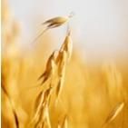 Oat Beta Glucan