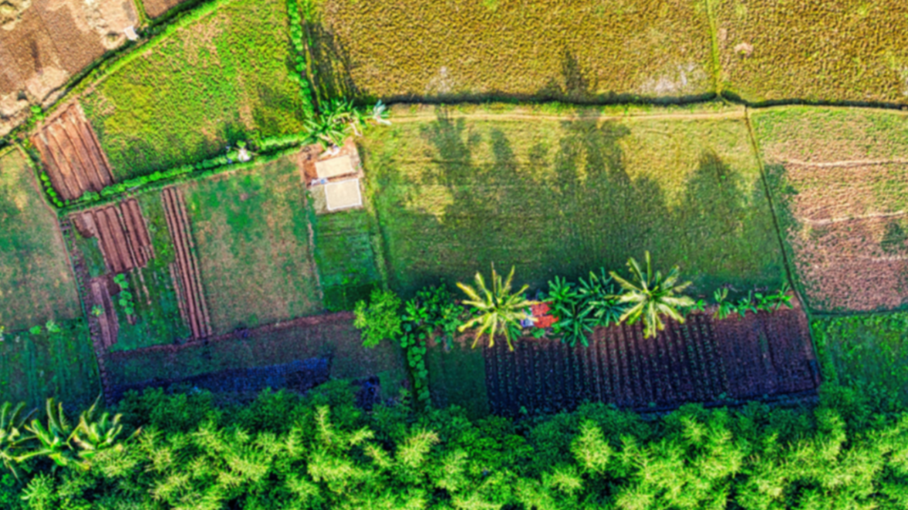 Diversification des cultures : stratégies économiques, innovations techniques et enjeux agronomiques
