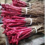 Plants de vignes traditionnels - 30 cm