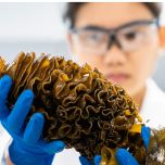 Maritech® organic fucoidan