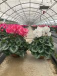 CYCLAMEN