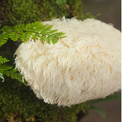 Lion’s Mane (Hericium erinaceus) Mushroom Mycelium